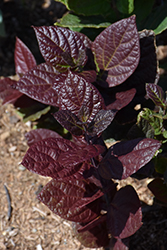 Red Zeppelin Sweetshrub (Calycanthus floridus 'PRNCFS') at Lakeshore Garden Centres