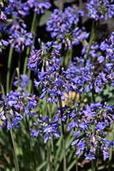 Little Blue Fountain Agapanthus (Agapanthus 'Brilliant Blue') at Lakeshore Garden Centres