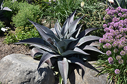 Aztec King Mangave (Mangave 'Aztec King') at Lakeshore Garden Centres