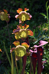 Conversation Piece Pitcher Plant (Sarracenia x moorei 'Conversation Piece') at Lakeshore Garden Centres