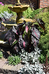 Redemption Elephant Ear (Colocasia 'Redemption') at Lakeshore Garden Centres