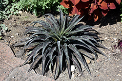 Inkblot Mangave (Mangave 'Inkblot') at Lakeshore Garden Centres