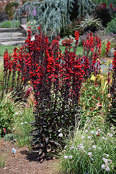 Starship Scarlet Bronze Leaf Lobelia (Lobelia 'Starship Scarlet Bronze Leaf') at Lakeshore Garden Centres