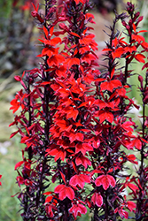 Starship Scarlet Bronze Leaf Lobelia (Lobelia 'Starship Scarlet Bronze Leaf') at Lakeshore Garden Centres