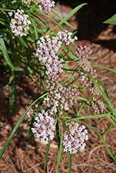 Narrowleaf Milkweed (Asclepias fascicularis) at Lakeshore Garden Centres