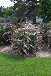 Pink Cascade II Butterfly Bush (Buddleia 'Pink Cascade II') at Lakeshore Garden Centres