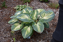 Sound Of Music Hosta (Hosta 'Sound Of Music') at Lakeshore Garden Centres