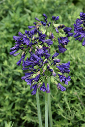 Blue Yonder Agapanthus (Agapanthus 'Blue Yonder') at Lakeshore Garden Centres