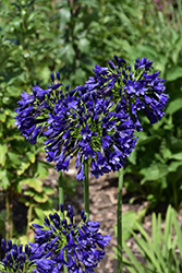 Ever Sapphire Agapanthus (Agapanthus 'ANDbin') at Lakeshore Garden Centres