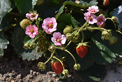 Berried Treasure Pink Strawberry (Fragaria ananassa 'Berried Treasure Pink') at Lakeshore Garden Centres