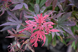 Carll's Corner Japanese Maple (Acer palmatum 'Carll's Corner') at Lakeshore Garden Centres