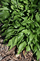 Tongue Twister Hosta (Hosta 'Tongue Twister') at Lakeshore Garden Centres