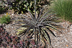 Mad About Mangave Cherry Chocolate Chip Mangave (Mangave 'Cherry Chocolate Chip') at Lakeshore Garden Centres