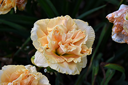 Rainbow Rhythm Siloam Peony Display Daylily (Hemerocallis 'Siloam Peony Display') at Lakeshore Garden Centres