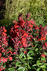 Starship Scarlet Lobelia (Lobelia 'Starship Scarlet') at Lakeshore Garden Centres