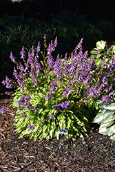 Time In A Bottle Hosta (Hosta 'Time In A Bottle') at Golden Acre Home & Garden