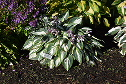 High Society Hosta (Hosta 'High Society') at Lakeshore Garden Centres