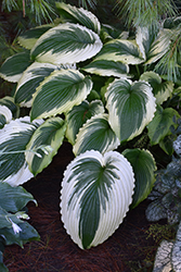 Bridal Falls Hosta (Hosta 'Bridal Falls') at A Very Successful Garden Center