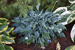 Joy Ride Hosta (Hosta 'Joy Ride') at Lakeshore Garden Centres