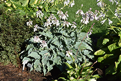 Dancing With Dragons Hosta (Hosta 'Dancing With Dragons') at Golden Acre Home & Garden