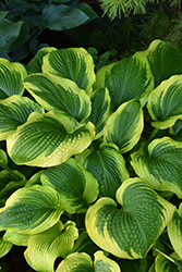 Twin Cities Hosta (Hosta 'Twin Cities') at Lakeshore Garden Centres