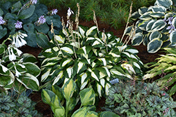 Vulcan Hosta (Hosta 'Vulcan') at A Very Successful Garden Center