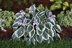 First Frost Hosta (Hosta 'First Frost') at A Very Successful Garden Center