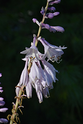 Shadowland Miss America Hosta (Hosta 'Miss America') at Peter Knippel Garden Centre