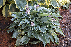 Shadowland Waterslide Hosta (Hosta 'Waterslide') at Mainescape Nursery