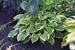 Shadowland Lone Star Hosta (Hosta 'Lone Star') at Lakeshore Garden Centres