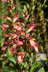Falcon Fire Tender Foxglove (Digiplexis 'Falcon Fire') at Lakeshore Garden Centres