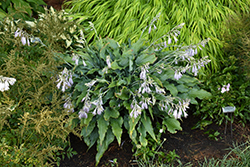Wild Imagination Hosta (Hosta 'Wild Imagination') at Lakeshore Garden Centres