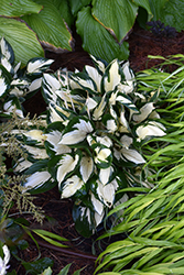 Fire and Ice Hosta (Hosta 'Fire and Ice') at Golden Acre Home & Garden