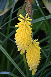 Pyromania Solar Flare Torchlily (Kniphofia 'Solar Flare') at Lakeshore Garden Centres