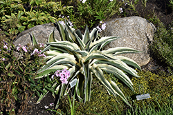 Bridal Falls Mangave (Mangave 'Bridal Falls') at Lakeshore Garden Centres