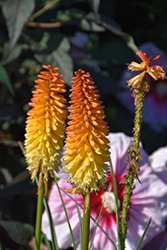 Pyromania Backdraft Torchlily (Kniphofia 'Backdraft') at Lakeshore Garden Centres