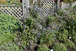 Stand By Me Bush Clematis (Clematis 'Stand By Me') at Peter Knippel Garden Centre