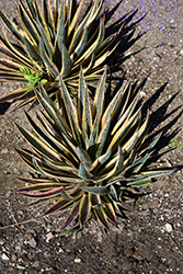 Pineapple Punch Mangave (Mangave 'Pineapple Punch') at Lakeshore Garden Centres