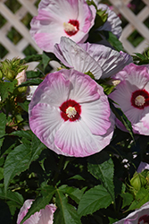 Summerific Ballet Slippers Hibiscus (Hibiscus 'Ballet Slippers') at Peter Knippel Garden Centre