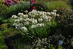 Galaxy White Agapanthus (Agapanthus 'Galaxy White') at Lakeshore Garden Centres