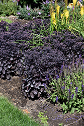 Rock 'N Grow Midnight Velvet Stonecrop (Sedum 'Midnight Velvet') at Lakeshore Garden Centres