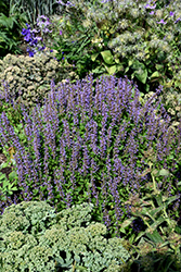 Blue Bayou Anise Hyssop (Agastache 'Blue Bayou') at Peter Knippel Garden Centre
