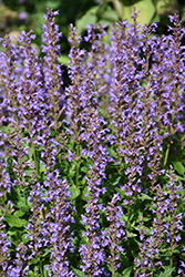 Blue Bayou Anise Hyssop (Agastache 'Blue Bayou') at Peter Knippel Garden Centre