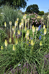 Pyromania Flashpoint Torchlily (Kniphofia 'Flashpoint') at Lakeshore Garden Centres