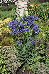 Ever Sapphire Agapanthus (Agapanthus 'ANDbin') at Lakeshore Garden Centres