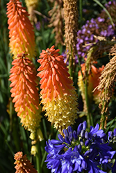 Jackpot Torchlily (Kniphofia 'Jackpot') at Lakeshore Garden Centres