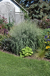 Prairie Winds Niagara Falls Switch Grass (Panicum virgatum 'Niagara Falls') at Peter Knippel Garden Centre