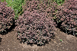 Rock 'N Grow Tiramisu Stonecrop (Sedum 'Tiramisu') at Lakeshore Garden Centres