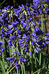 Ever Midnight Agapanthus (Agapanthus 'SDB002') at Lakeshore Garden Centres