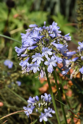 Charlotte Agapanthus (Agapanthus 'Charlotte') at Lakeshore Garden Centres